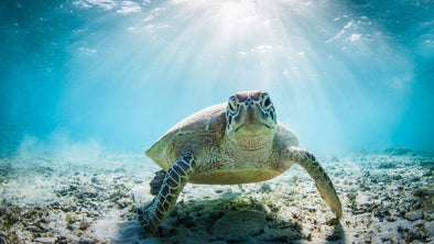 a sea turtle swimming on the ocean floor